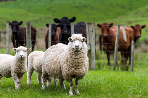 ewe with lambs cows in background